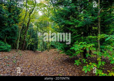Typische Mischwälder im Sherwood Forest, Nadelbäume und Laubbäume. Stockfoto