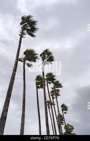 Palmen auf dem Hintergrund des bewölkten Himmels mit starkem Wind Sturm Stockfoto