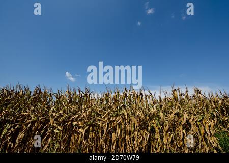 Allgemeine Ansicht der Maisfelder im Mississippi Delta. Stockfoto