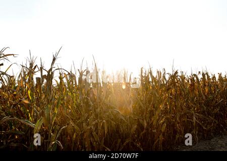 Allgemeine Ansicht der Maisfelder im Mississippi Delta. Stockfoto