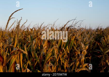 Allgemeine Ansicht der Maisfelder im Mississippi Delta. Stockfoto