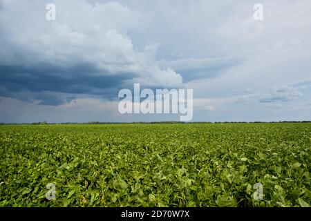 Gesamtansicht der Felder im Mississippi Delta. Stockfoto