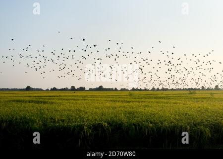 Gesamtansicht der Felder im Mississippi Delta. Stockfoto