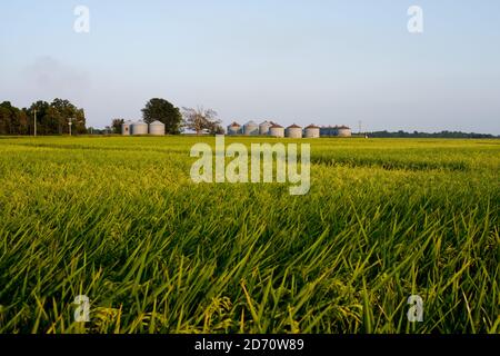 Gesamtansicht der Felder im Mississippi Delta. Stockfoto