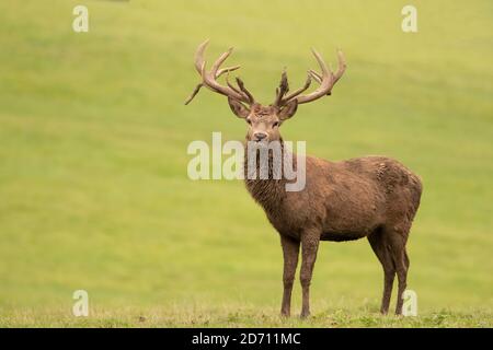 Junger Rüde Rothirsch, Woburn Deer Park, Herbst 2020 Stockfoto