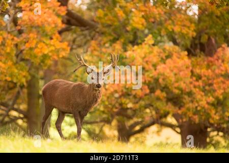 Junger Rüde Rothirsch, Woburn Deer Park, Herbst 2020 Stockfoto