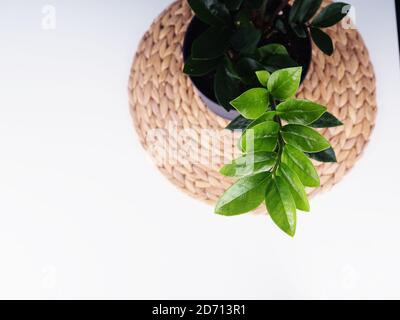 Innenwohnanlage. Zanzibar Gem, ZZ Plant (Zamioculcas Zamifolia). Blühende Pflanze auf einer Weidenserviette. Speicherplatz kopieren. Stockfoto