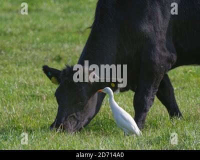 Rinderreiher (Bubulcus ibis) Erwachsene Nahrungssuche für Wirbellose, wie es folgt ein grasenden Bullock (Bos taurus) auf Weideland, Somerset Ebenen, UK, Septem Stockfoto