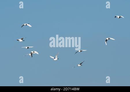 Cattle Reiher (Bubulcus ibis) Gruppe fliegen über, Somerset Levels, Großbritannien, September. Stockfoto