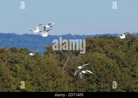 Rinderreiher (Bubulcus ibis) fliegen über Wald, Somerset Levels, Großbritannien, September. Stockfoto