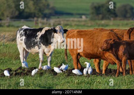 Rinderreiher (Bubulcus ibis)-Gruppe, die bei Rindern (Bos taurus) auf Weideland nach Wirbellosen ernährt, Somerset-Ebenen, Großbritannien, September. Stockfoto