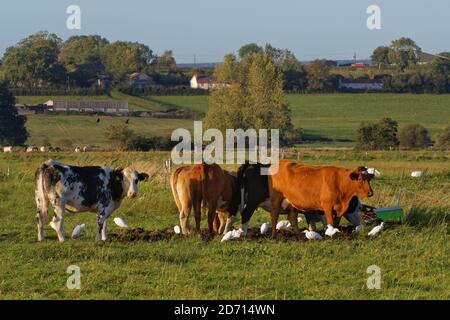 Rinderreiher (Bubulcus ibis)-Gruppe, die bei Rindern (Bos taurus) auf Weideland nach Wirbellosen ernährt, Somerset-Ebenen, Großbritannien, September. Stockfoto