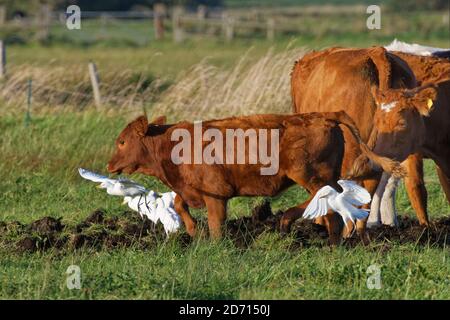 Rinderreiher (Bubulcus ibis), die bei Rindern (bos taurus) auf Weideland, Somerset-Ebenen, Großbritannien, September, nach Wirbellosen ernährt. Stockfoto