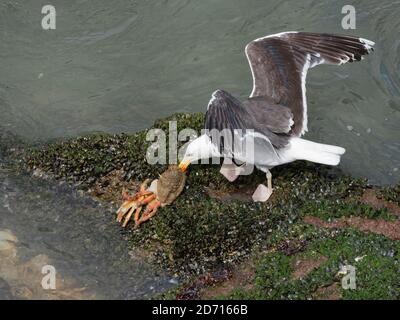 Große Schwarzrückenmöwe (Larus marinus), die sich an einer weichen, vor kurzem geschmolzenen männlichen Spiny-Spinnenkrabbe (Maja squinado), The Gower, Wales, Großbritannien, ernährt. Stockfoto