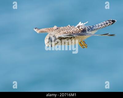 Kestrel (Falco tinnunculus) Männchen schwebt, wie es Jagd nach Beute in der Nähe von Küstenklippen mit dem Meer im Hintergrund, The Gower, Wales, Großbritannien, Juli. Stockfoto