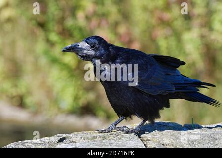 Rook (Corvus frugilegus) jugendlich auf einer Wand thront und ruft, Gloucestershire, Großbritannien, September. Stockfoto