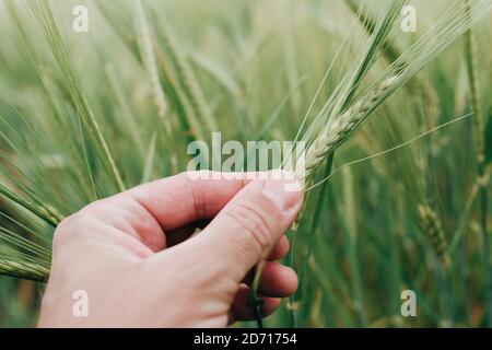 Agronom Untersuchung Ohr der Gerste Ernte im Feld, Nahaufnahme der Hand halten Hordeum vulgare Pflanze, selektiver Fokus Stockfoto