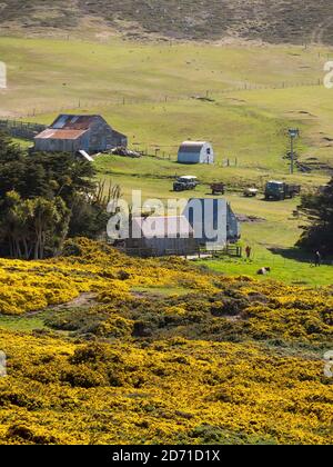 Carcass Island, eine kleine Insel in den West Falklands. Südamerika, Falklandinseln, November Stockfoto