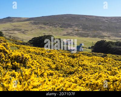 Carcass Island, eine kleine Insel in den West Falklands. Südamerika, Falklandinseln, November Stockfoto