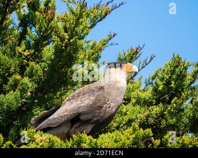 Southern Crested (karakara Karakara plancus), Korpus Insel. Südamerika, Falkland Inseln Stockfoto