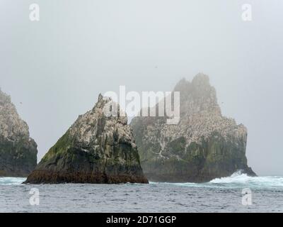 Die Shag Rocks in der Nähe von Südgeorgien, eine einhabige Gruppe von felsigen Inseln im südlichen Ozean. Rookery von Imperal Shags (Phalacrocorax albiventer Stockfoto