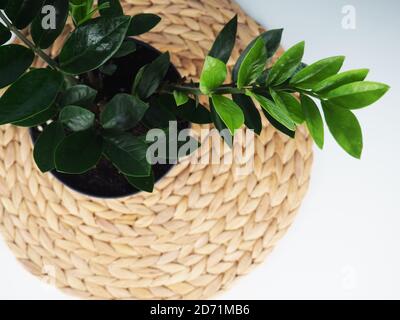 Innenwohnanlage. Zanzibar Gem, ZZ Plant (Zamioculcas Zamifolia). Blühende Pflanze auf einer Weidenserviette. Speicherplatz kopieren. Stockfoto