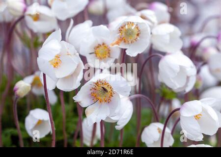 Anemone Sylvestris Stockfoto