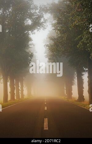 13. Oktober 2020, Trebbin, Bezirk Thyrow, Herbstnebel über einer Landstraße; im Hintergrund scheint das Licht der aufgehenden Sonne. Weltweite Nutzung Stockfoto