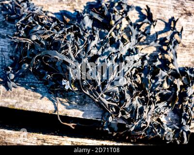 Algen trocknen in der heißen Sonne aus Stockfoto