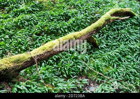 Ein gefallener Baum Ast zwischen Moos und wildem Knoblauch. Stockfoto