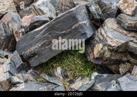 Naturrasenbezüge und Futter für Pika, gelagert unter Felsbrocken, Rockies, CO, USA, von Bruce Montagne/Dembinsky Photo Assoc Stockfoto