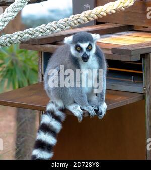 Ein Affe im Zoo Stockfoto