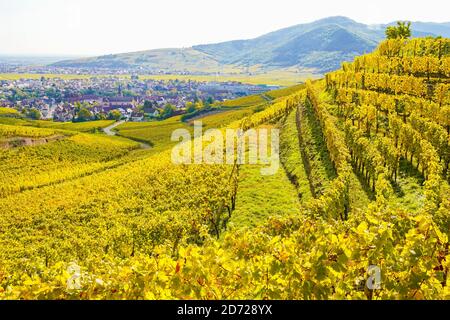Panoramablick über die Weinberge in Herbstfarben rund um Turckheim im Elsass Frankreich. Stockfoto