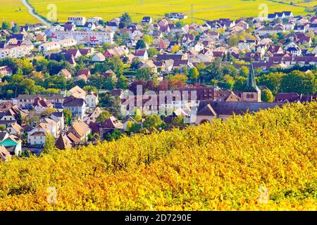 Erhöhter Blick über Weinberge in Herbstfarben rund um Turckheim im Elsass Frankreich. Stockfoto