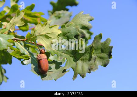 Braune Eichel hängend auf Eichenbaum Zweig im Hintergrund Von blauem sonnigen Himmel im Herbst in Litauen Stockfoto