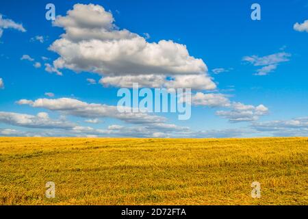 Cropped Weizen Ohren auf dem Feld nach der Ernte. Ein Feld mit goldenem Weizen und blauem Himmel. Agrarbereich Stockfoto