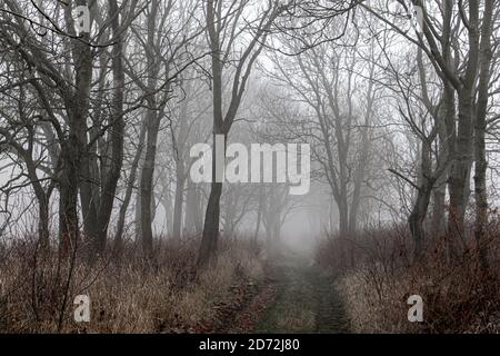 Gasse im Nebel mit Silhouette von Bäumen. Herbstweg. Ein Weg durch einen dichten Nebelwald. Geheimnisvoller Pfad. Der Fußweg verschwindet im Nebel. Stockfoto