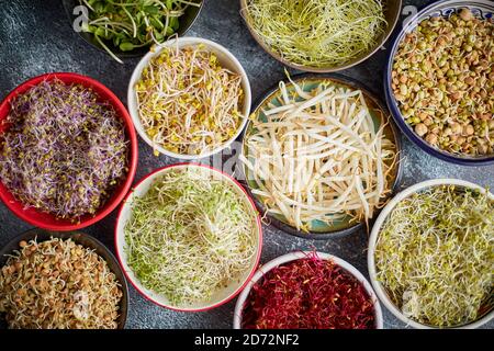 Draufsicht auf verschiedene Arten Mikrogrüns sprießen in bunten Schalen. Triebe von Rettich, Kohl, Knoblauch Stockfoto