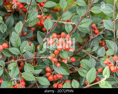 Eine Nahaufnahme der leuchtend roten Beeren und der Silbrig grünes immergrüner Laub des Cotoneaster lacteus im Herbst Stockfoto