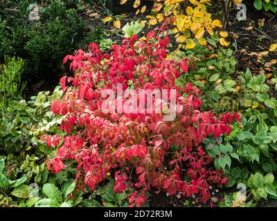 Eine einzige Pflanze des Zwergs Laub Euonymus, Euonymus alatus 'Compactus zeigt die feurig roten Herbstlaub Stockfoto