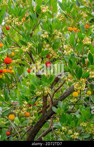 Beeren auf Arbutus unedo, Erdbeerbaum, naturalisiert, North British Columbia, Kanada Stockfoto