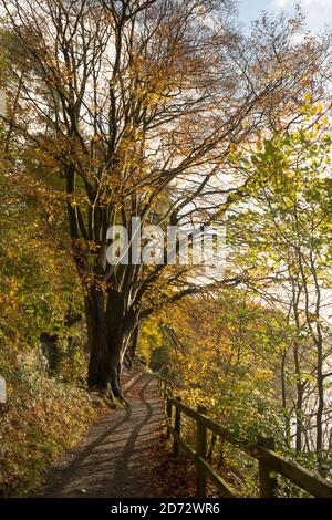 Eine beeindruckende hohe Buche mit Herbstfarbe entlang der Pfad um das Fewston Reservoir in North Yorkshire Stockfoto