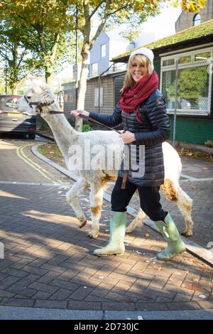 Glatte Moderatorin Kate Garraway Spaziergänge der Alpakas in Vauxhall City Farm im Süden Londons, als Teil ihrer 24-Stunden-Job Hop, Anhebung von Geld für Smoothâ €™s Nächstenliebe, Globalâ €™s machen etwas Lärm. Stockfoto