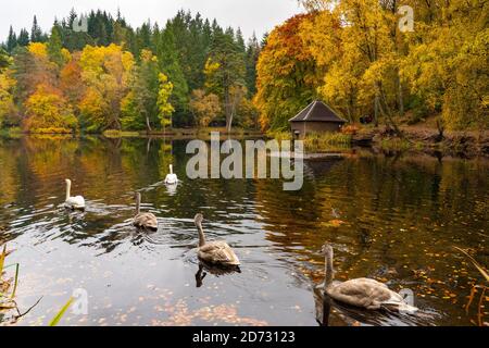 Pitlochry, Schottland, Großbritannien. 20. Oktober 2020. Herbstfarben am Loch Dunmore in Faskally Wood bei Pitlochry in Perthshire. Familie der Schwäne am loch. Iain Masterton/Alamy Live News Stockfoto