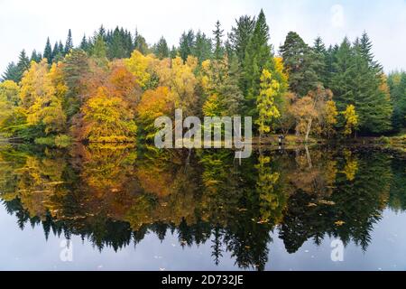 Pitlochry, Schottland, Großbritannien. 20. Oktober 2020. Herbstfarben am Loch Dunmore in Faskally Wood bei Pitlochry in Perthshire. Iain Masterton/Alamy Live News Stockfoto