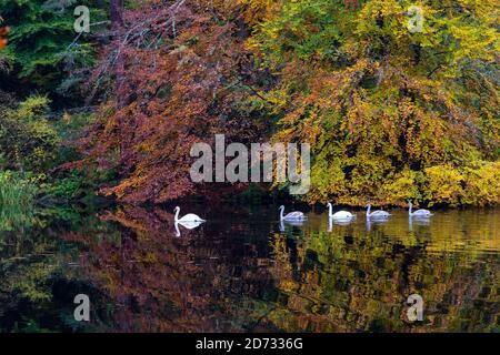 Pitlochry, Schottland, Großbritannien. 20. Oktober 2020. Herbstfarben am Loch Dunmore in Faskally Wood bei Pitlochry in Perthshire. Familie der Schwäne am loch. Iain Masterton/Alamy Live News Stockfoto