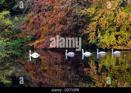 Pitlochry, Schottland, Großbritannien. 20. Oktober 2020. Herbstfarben am Loch Dunmore in Faskally Wood bei Pitlochry in Perthshire. Familie der Schwäne am loch. Iain Masterton/Alamy Live News Stockfoto