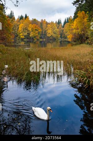 Pitlochry, Schottland, Großbritannien. 20. Oktober 2020. Herbstfarben am Loch Dunmore in Faskally Wood bei Pitlochry in Perthshire. Iain Masterton/Alamy Live News Stockfoto