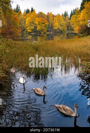 Pitlochry, Schottland, Großbritannien. 20. Oktober 2020. Herbstfarben am Loch Dunmore in Faskally Wood bei Pitlochry in Perthshire. Familie der Schwäne am loch. Iain Masterton/Alamy Live News Stockfoto