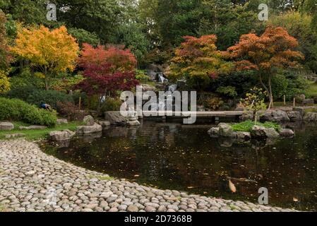 London, Großbritannien. 20. Oktober 2020. UK Weather - die herbstliche Ausstellung von wechselnden Blättern im japanischen Kyoto Garden im Holland Park, während bunte Koi Karpfen im Ziersee schwimmen. Es wird erwartet, dass in den nächsten Tagen ein heftiger Regen über weite Teilen Großbritanniens eintreffen wird. Kredit: Stephen Chung / Alamy Live Nachrichten Stockfoto